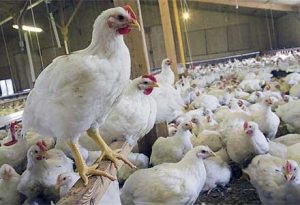 MORGH 972 300x205 سه کانون آنفلوآنزای مرغی در خوزستان از بین برده شد