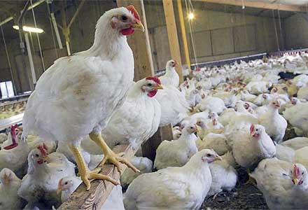 MORGH 972 سه کانون آنفلوآنزای مرغی در خوزستان از بین برده شد