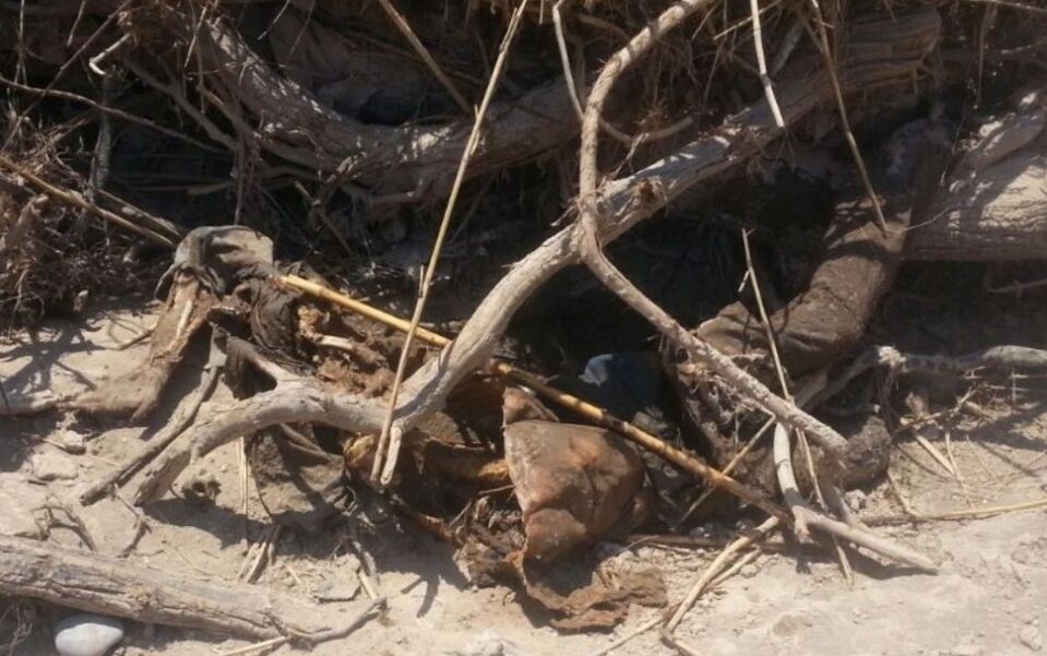 156373534 یک جنازه در بیشه عباس آباد دزفول کشف شد + تصویر