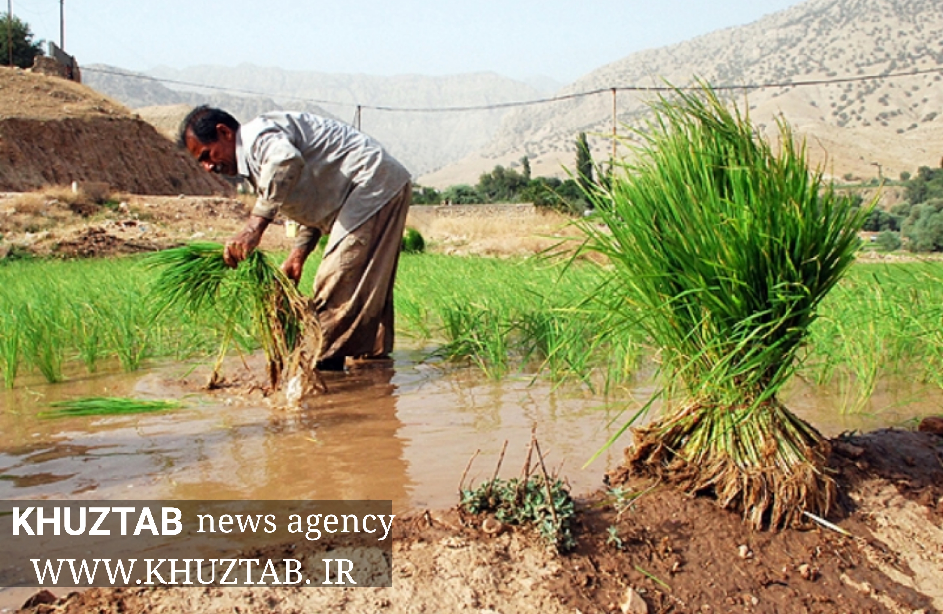 PhotoGrid 1564861647075 کشت برنج در خوزستان رکورد زد