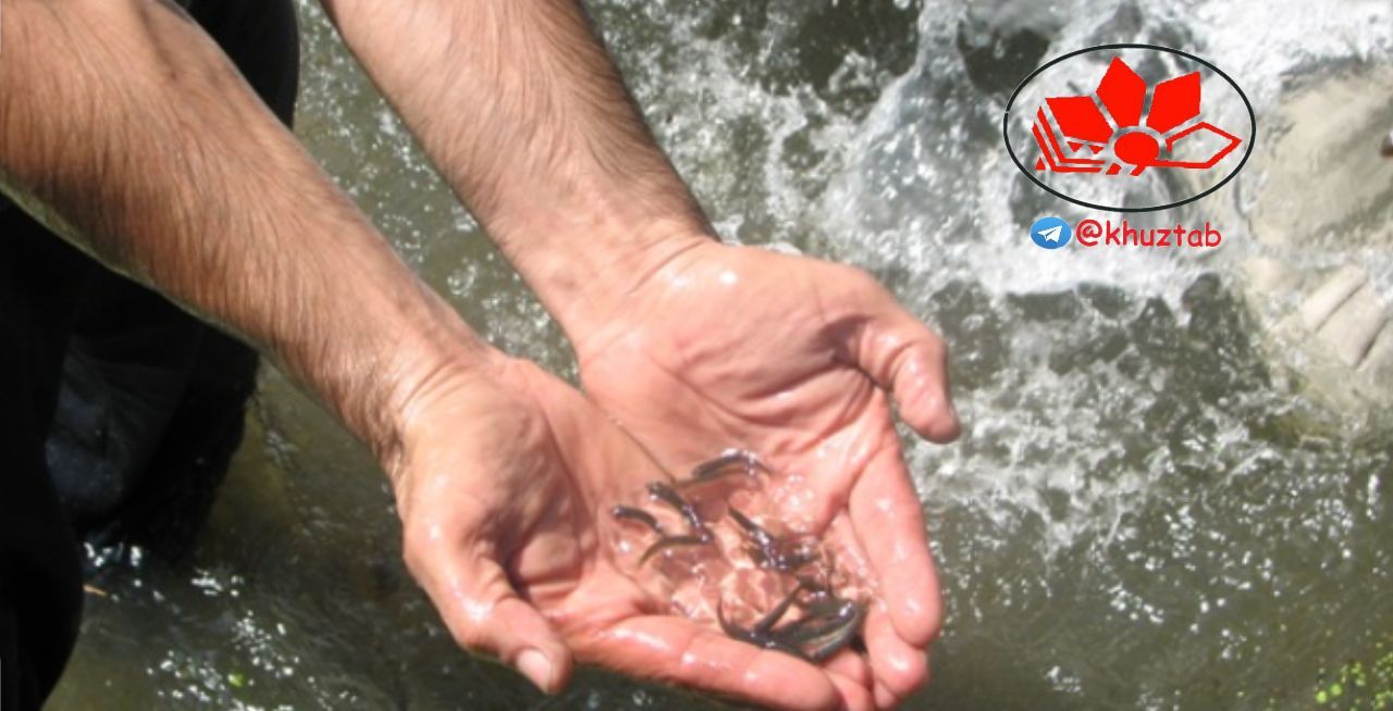 IMG 20191008 234348 663 از ابتدای امسال تا کنون بیش از 22 میلیون قطعه بچه ماهی در منابع آبی استان خوزستان رهاسازی شده است .