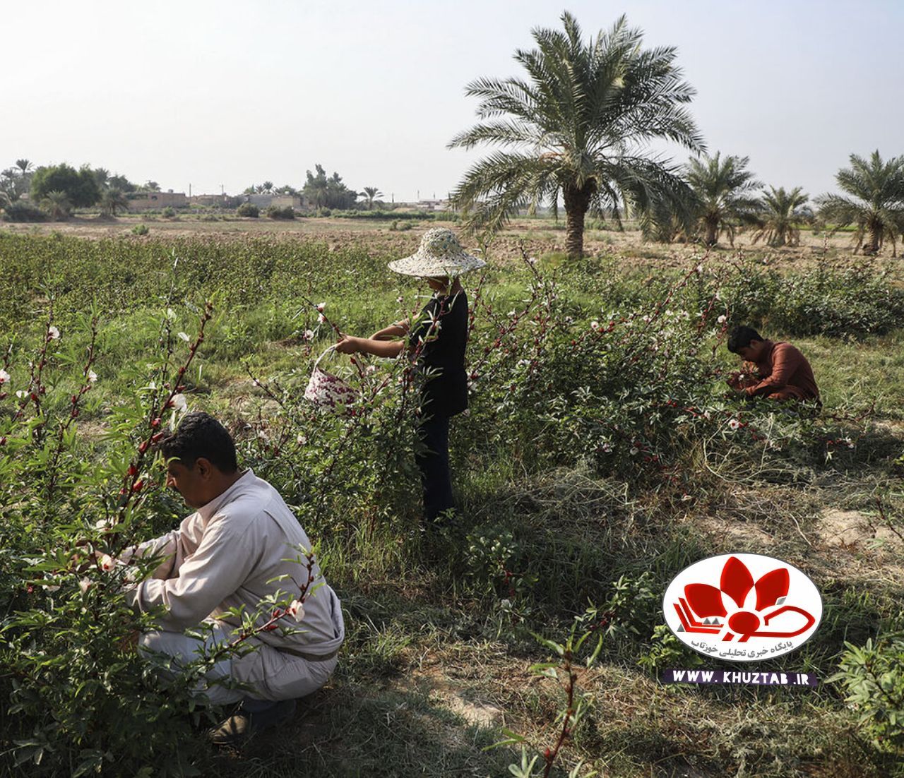 IMG 20191109 012518 473 برگزاری نخستین جشنواره «چای ترش» در خوزستان