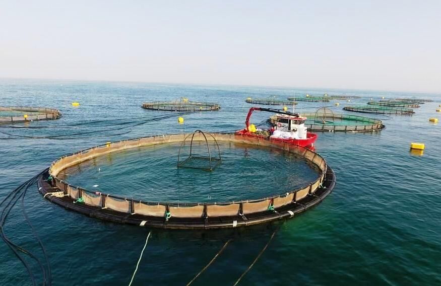 IMG 20211209 090717 543 نخستین پروانه تاسیس پرورش ماهی دریایی در قفس در خوزستان صادرشد