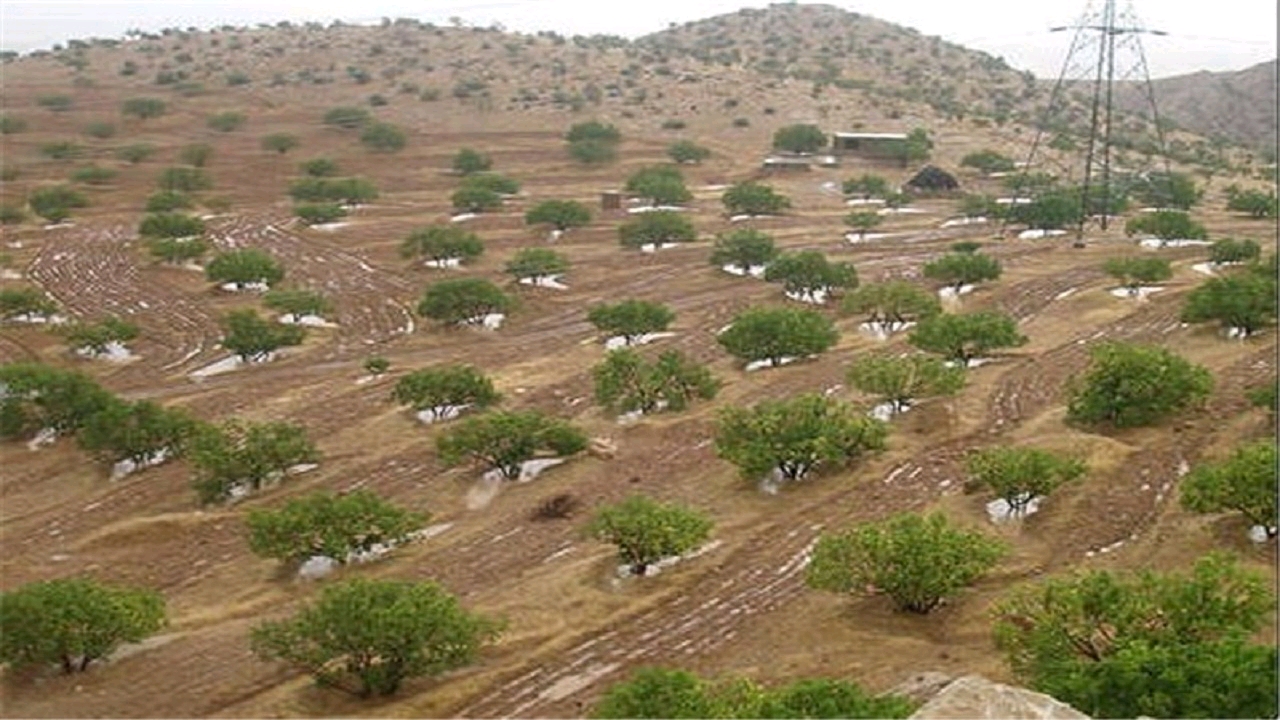 1224257241 1 کاشت نهال در ۴۵ درصد از کانون‌های گرد و غبار خوزستان