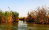 Shadegan Ponds 1000x670 1 160x100 حیات تالاب شادگان به دلیل تامین نشدن حق آبه در معرض خطر است
