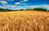 مزارع گندم 160x100 تولید گندم در خوزستان رکورد زد
