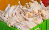 227511 117 160x100 برنامه ریزی برای توزیع هوشمند مرغ در خوزستان