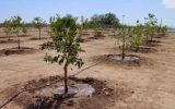 irrigation management after planting seedlings banner 160x100 کاشت یک میلیارد درخت طرح نیست یک رویاست