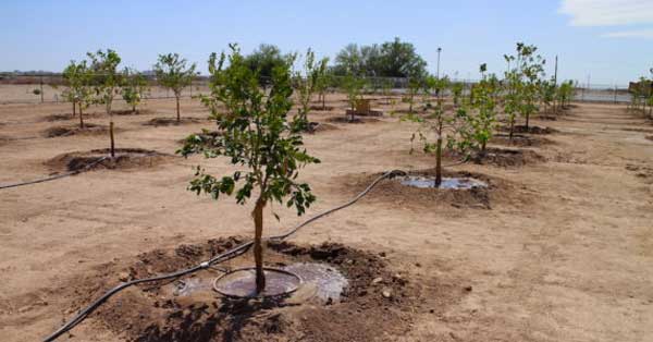 irrigation management after planting seedlings banner کاشت یک میلیارد درخت طرح نیست یک رویاست